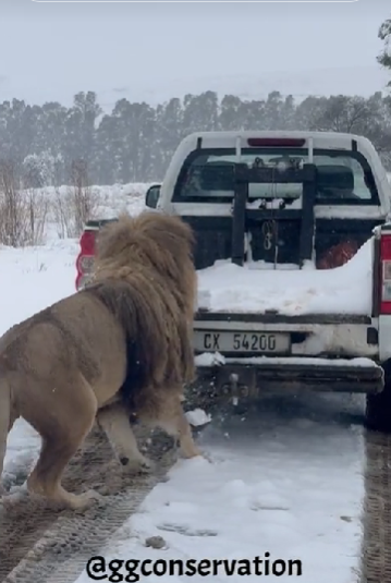 Fotos y videos de la caída nieve en Sudáfrica