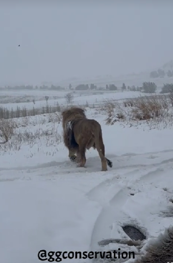 Fotos y videos de la caída nieve en Sudáfrica