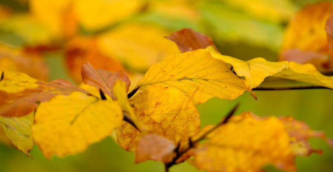 Sopitas FM: ¿Por qué las hojas cambian de color en el otoño?