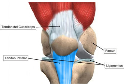 Tendon rotuliano o patelar, en color azul