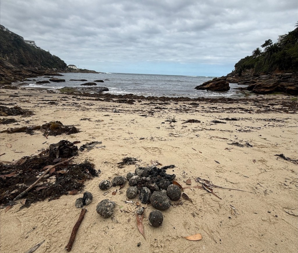 Encuentran raras bolas negras en playas de Sídney.