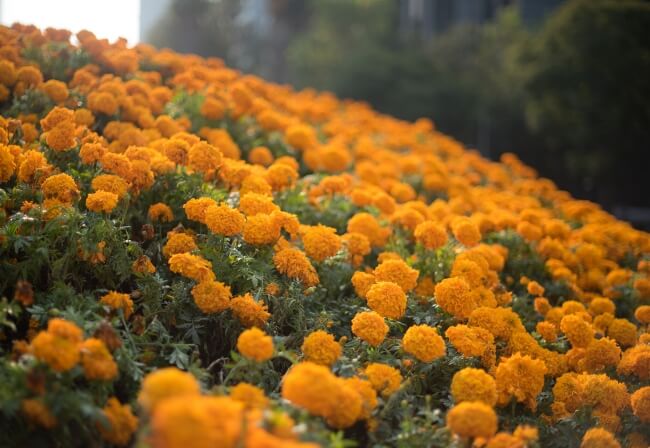 Turismo del Día de Muertos: Una visita a los campos de Tabalaopa