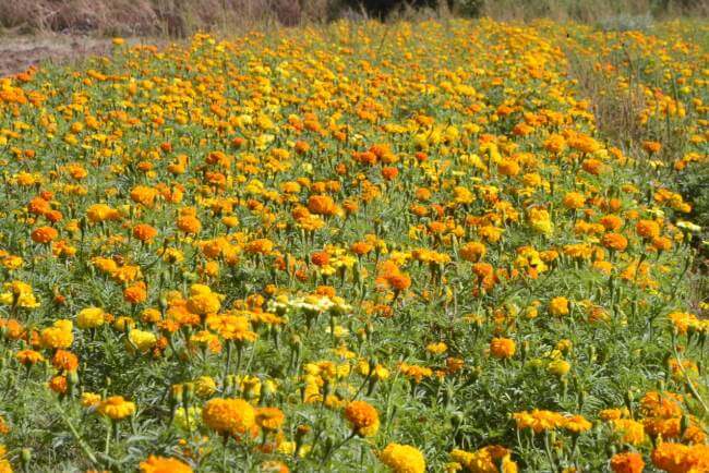 Turismo del Día de Muertos: Una visita a los campos de Tabalaopa