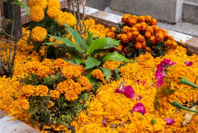 Turismo del Día de Muertos: Una visita a los campos de Tabalaopa