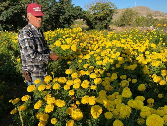 Turismo del Día de Muertos: Una visita a los campos de Tabalaopa