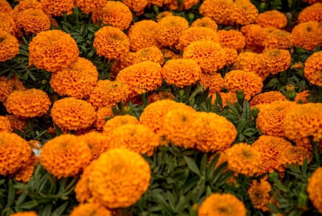 Turismo del Día de Muertos: Una visita a los campos de Tabalaopa