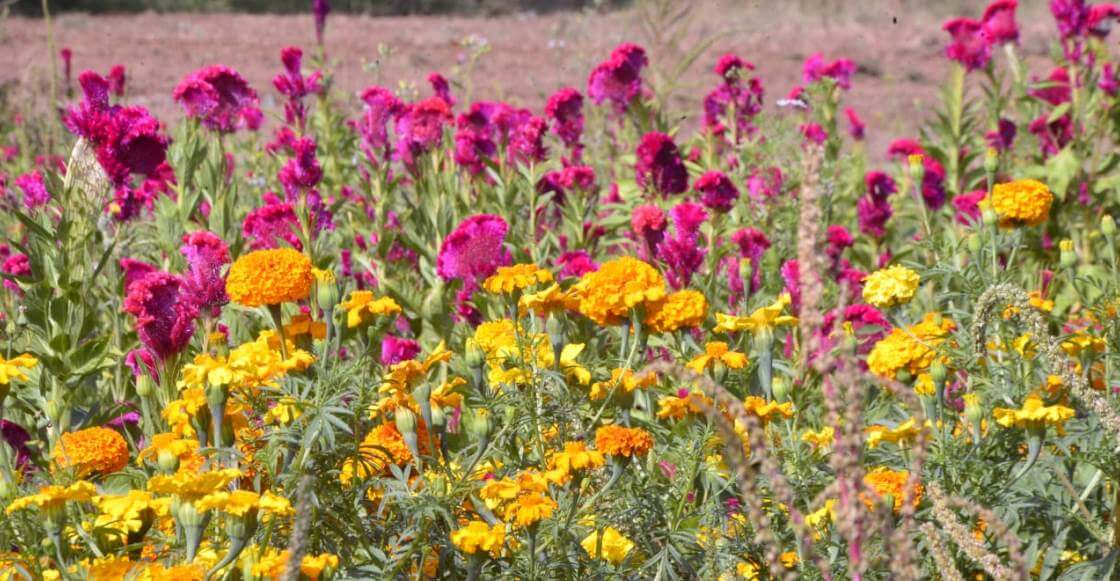 Turismo del Día de Muertos: Una visita a los campos de Tabalaopa