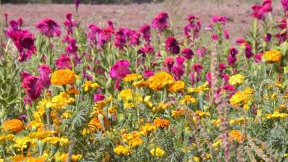 Turismo del Día de Muertos: Una visita a los campos de Tabalaopa