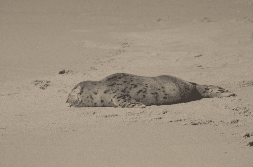 ¿Cómo duermen los animales?