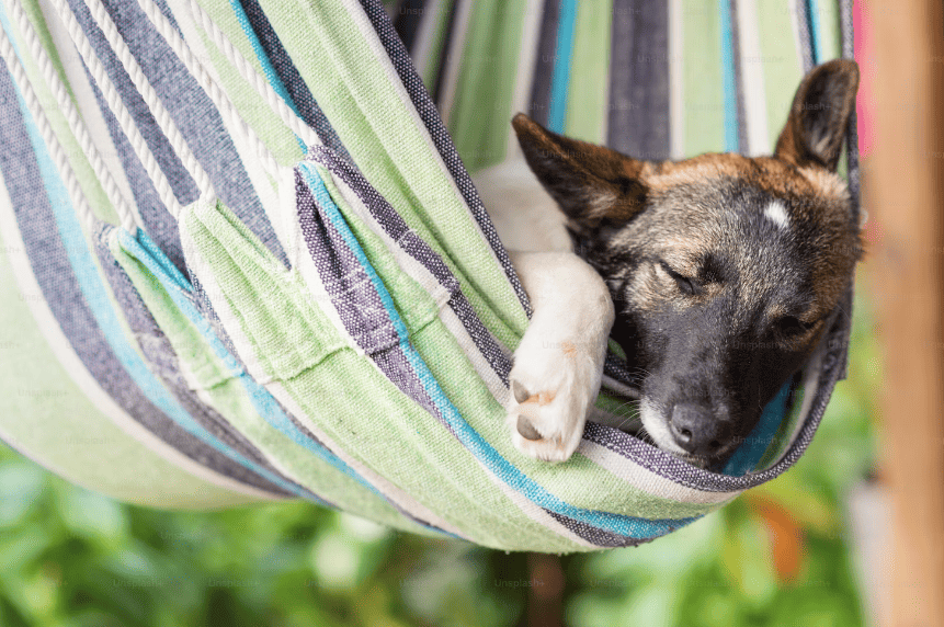 ¿Cómo duermen los animales?