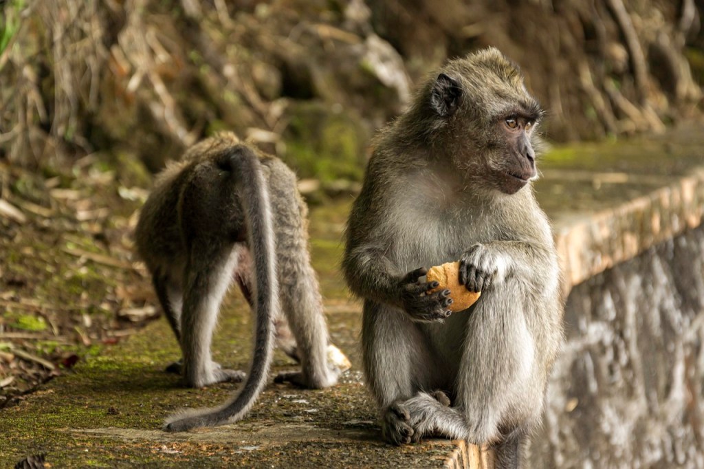 Monos salvaron a una niña de un pedófilo que quería violarla