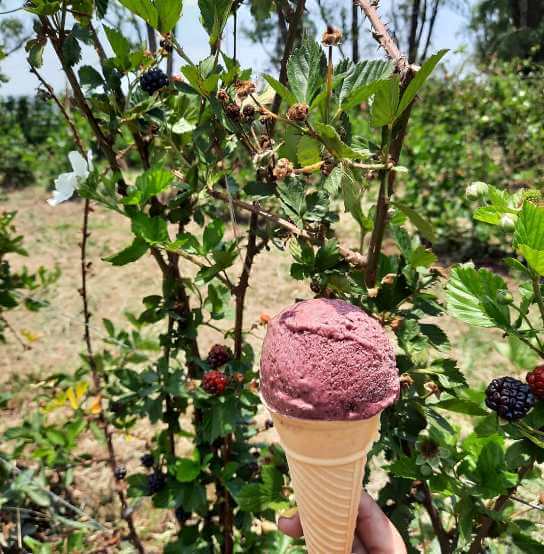 Campos de zarzamoras cerca de la CDMX