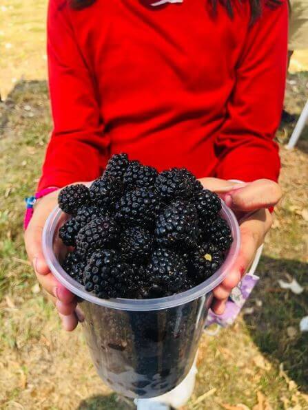 Campos de zarzamoras cerca de la CDMX