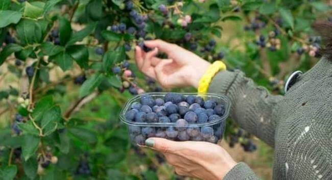 Campos de zarzamoras cerca de la CDMX