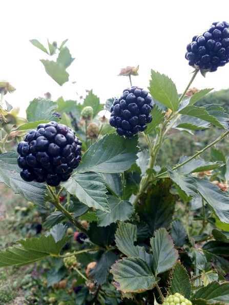 Campos de zarzamoras cerca de la CDMX