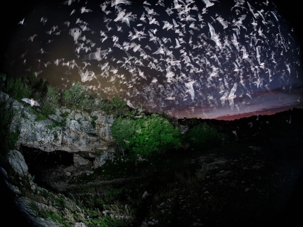 Miles de murciélagos saliendo de una cueva en Texas.