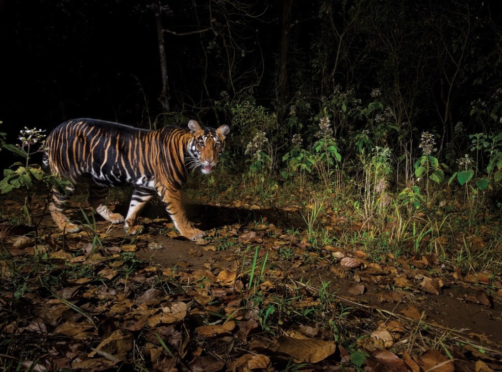 Un tigre negro de la India captado después de 60 días de trabajo.