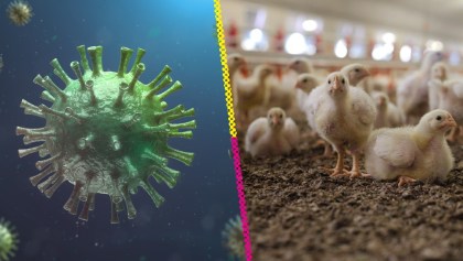 Gripe aviar H5N1 podría haber mutado y sería más contagiosa