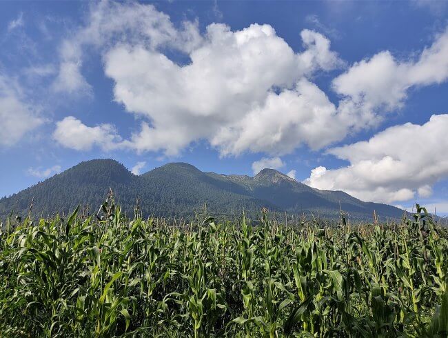 Historia del Ajusco, uno de los bosques de la CDMX