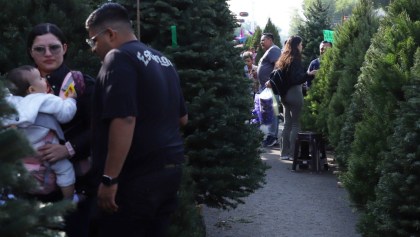 ¿Alergia al árbol de Navidad? Es posible y te contamos por qué