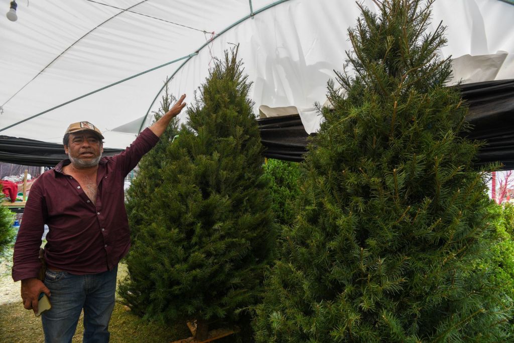 ¿Alergia al árbol de Navidad? Es posible