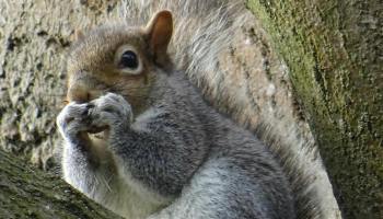 Descubren que las ardillas son carnívoras y cazan ratones.