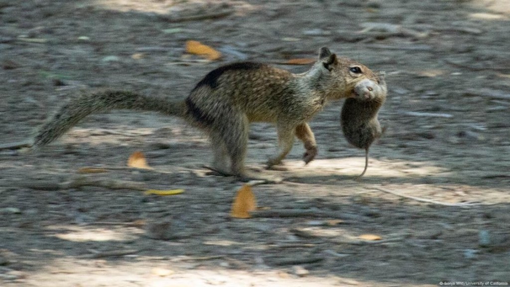 Ardillas carnívoras cazan ratones. 