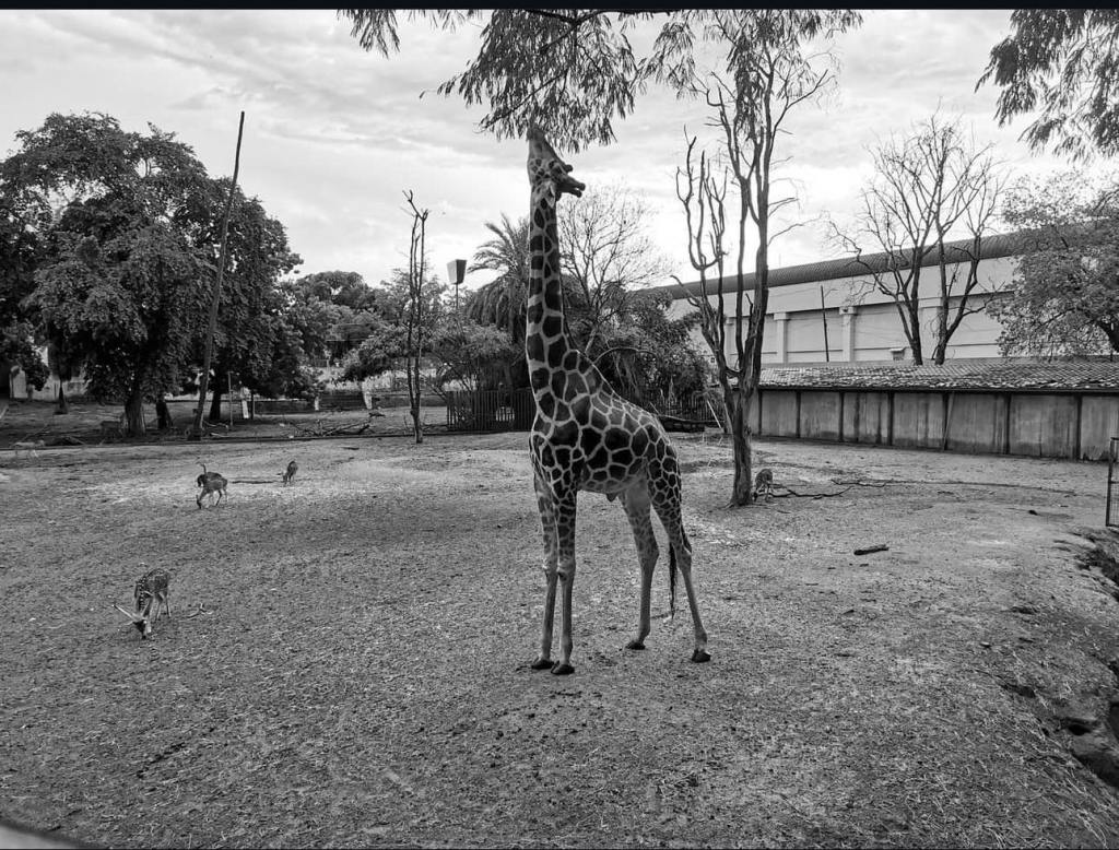 Desaparece jirafa del Zoológico de Culiacán