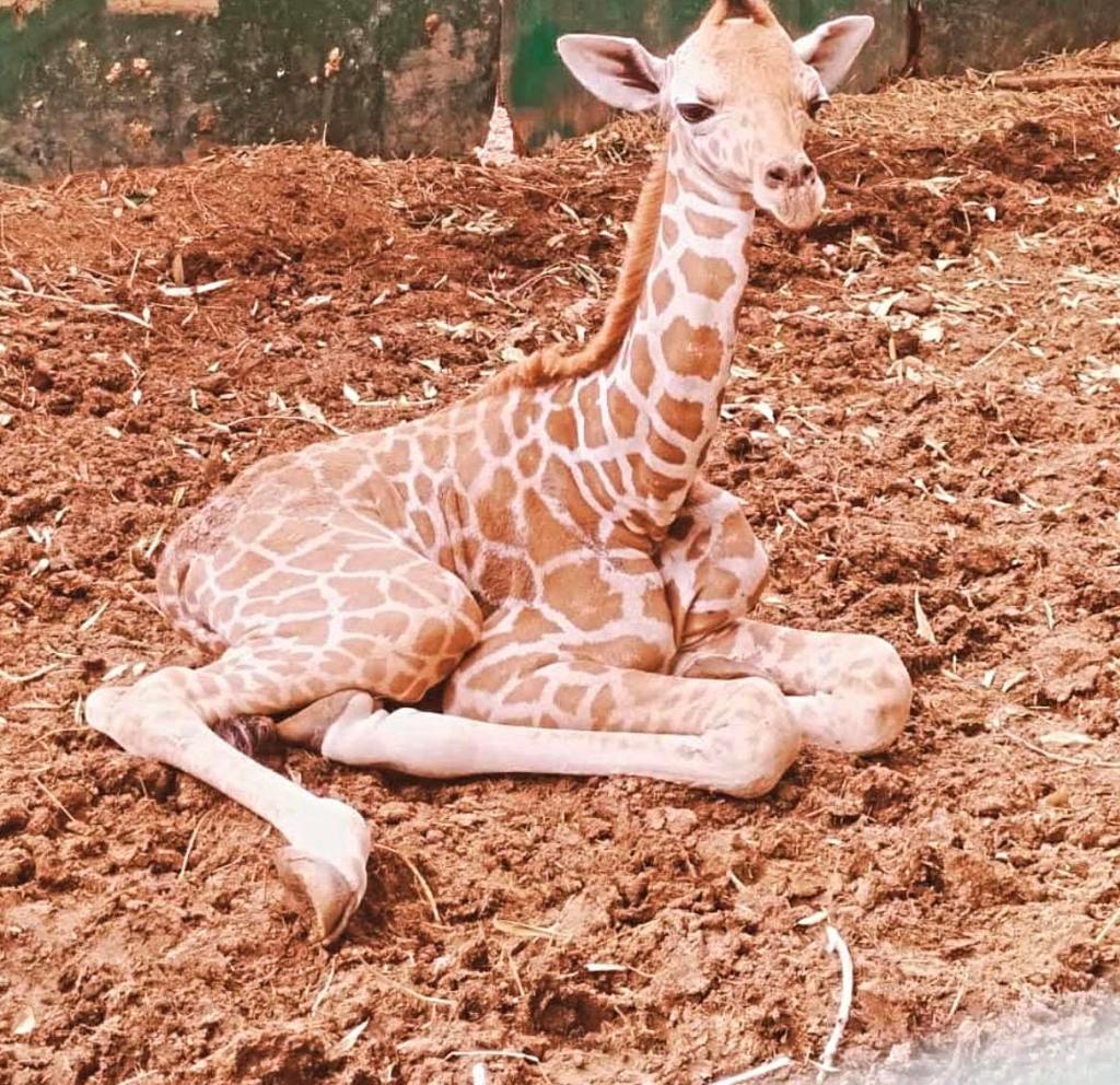 Desaparece jirafa del Zoológico de Culiacán