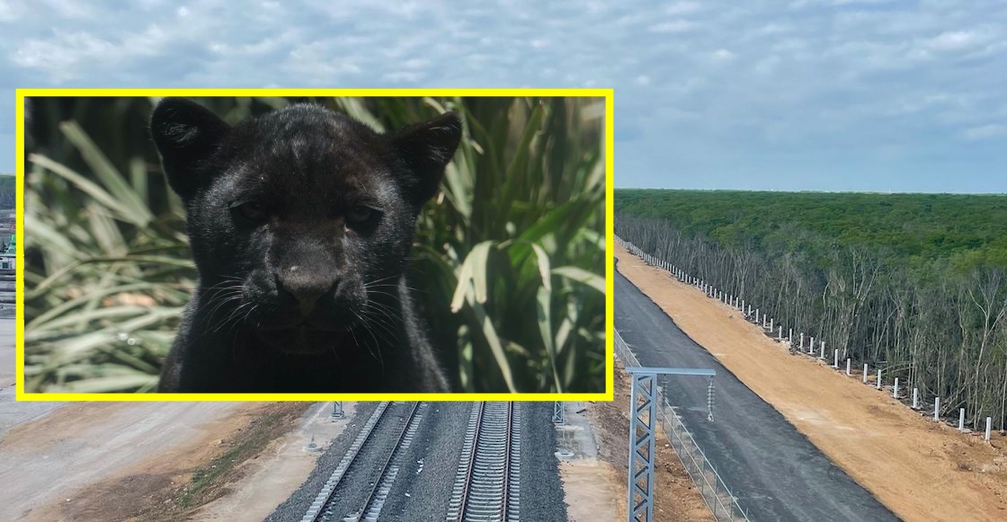 ruta del Tren Maya contra jaguares y venados: Los combate como 'fauna nociva'