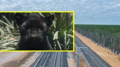 ruta del Tren Maya contra jaguares y venados: Los combate como 'fauna nociva'