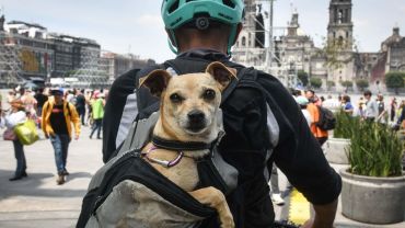 Los nombres más populares para perros en 2024, ¿está el de tu perrito?