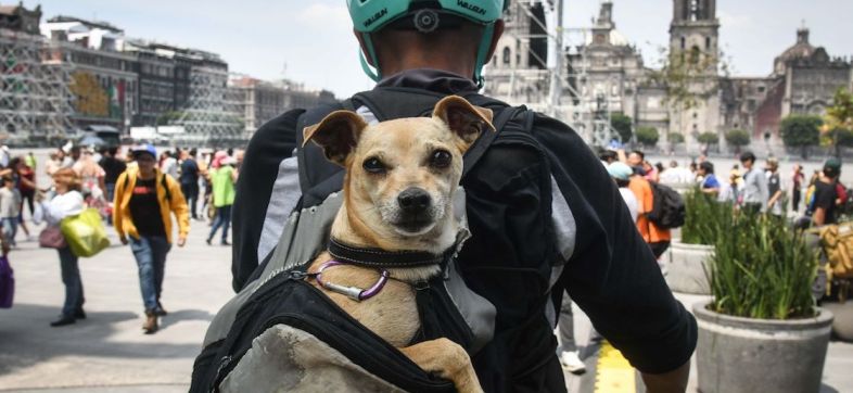 Los nombres más populares para perros en 2024, ¿está el de tu perrito?