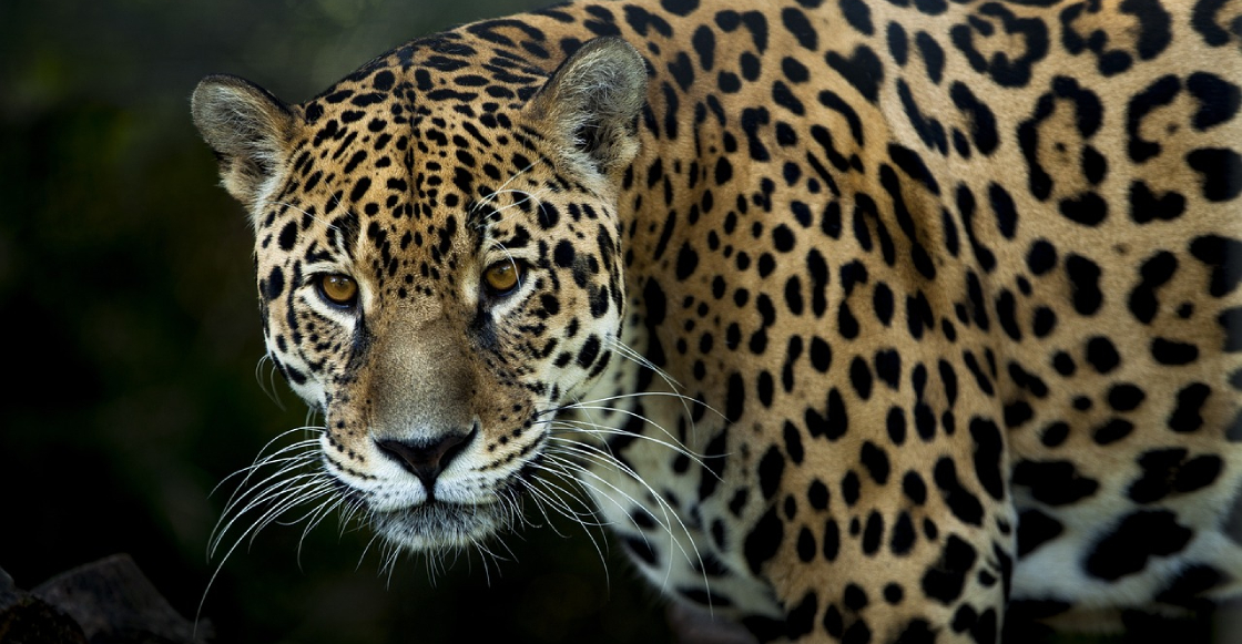 Hombre mata a jaguar por "atacar" sus vacas y exhibe el cadáver en video en San Luis Potosí