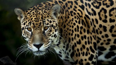 Hombre mata a jaguar por "atacar" sus vacas y exhibe el cadáver en video en San Luis Potosí