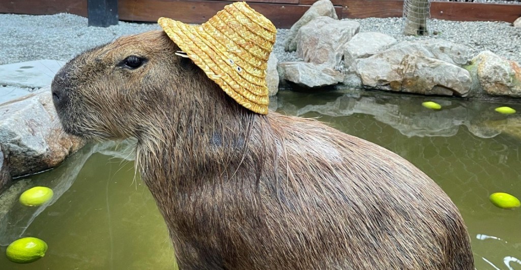 ¿Dónde y cuándo ir al Capibara Fest?