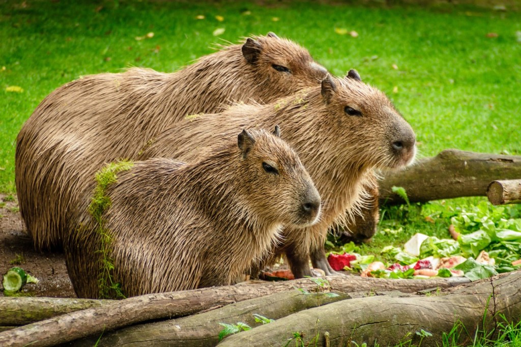 Capibaras