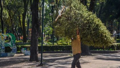 Centros de acopio para reciclar árboles de Navidad naturales en CDMX.