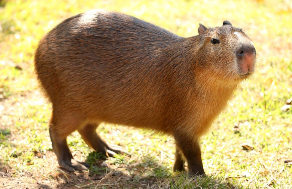 Capibaras en la Ciudad de México.