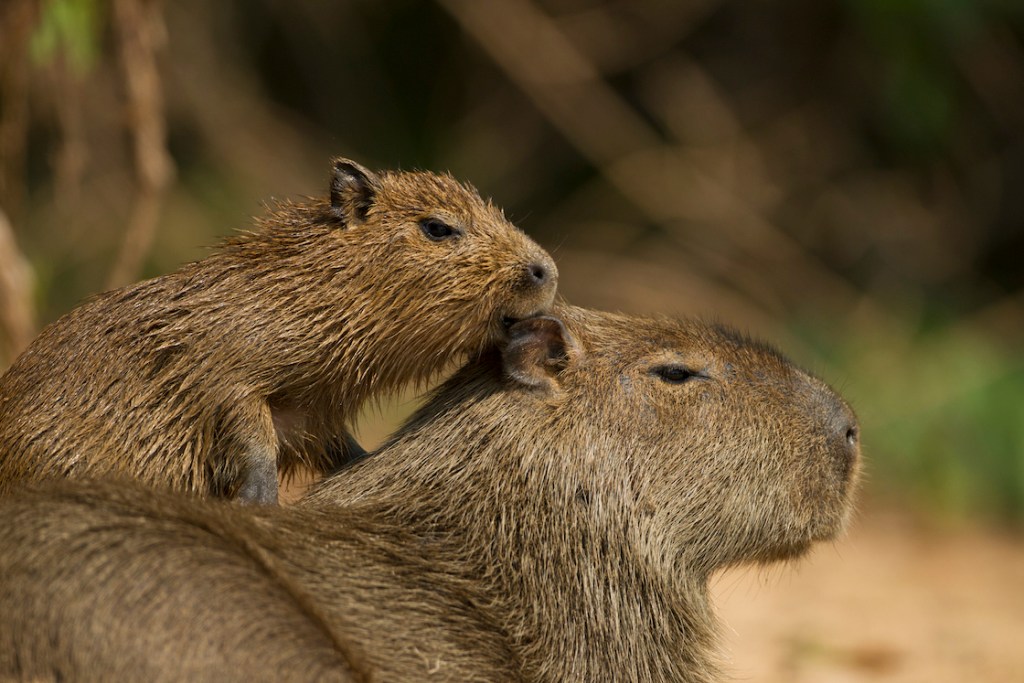 Capibaras