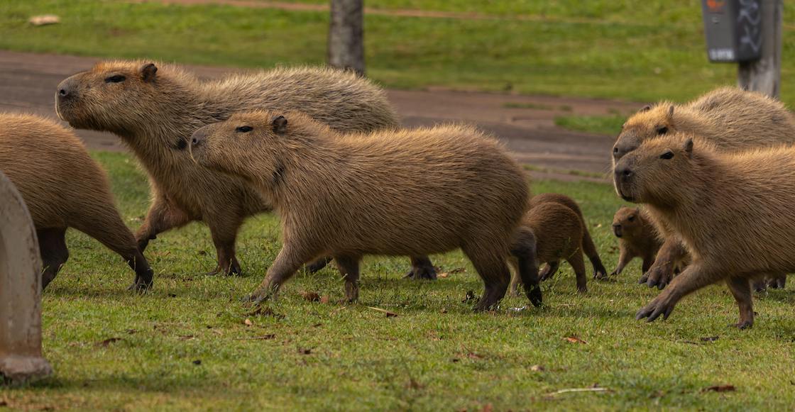 Datos de los capibaras que no conocías.