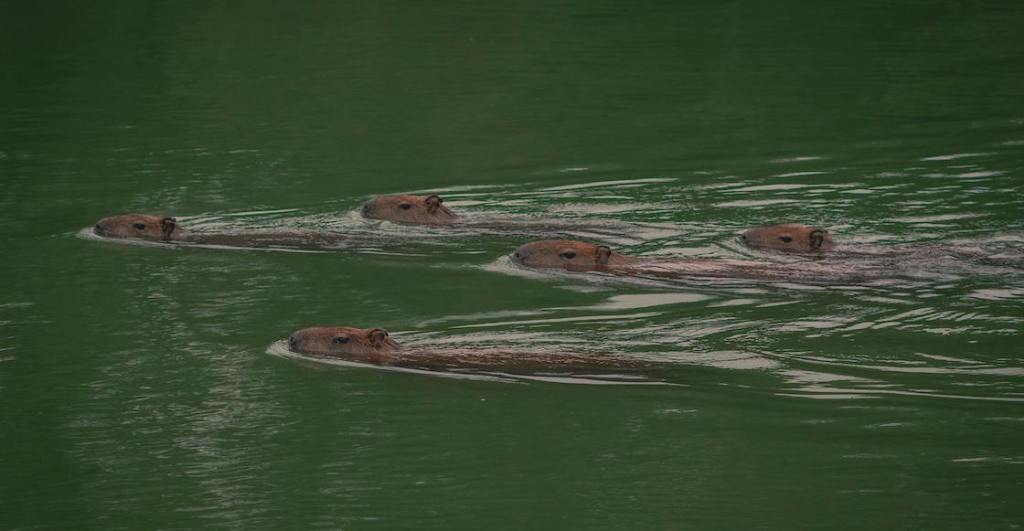 Los capibaras son buenos nadadores con patas adaptadas al agua.