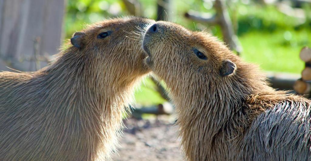 Los capibaras pesan hasta 80 kilos en Brasil.