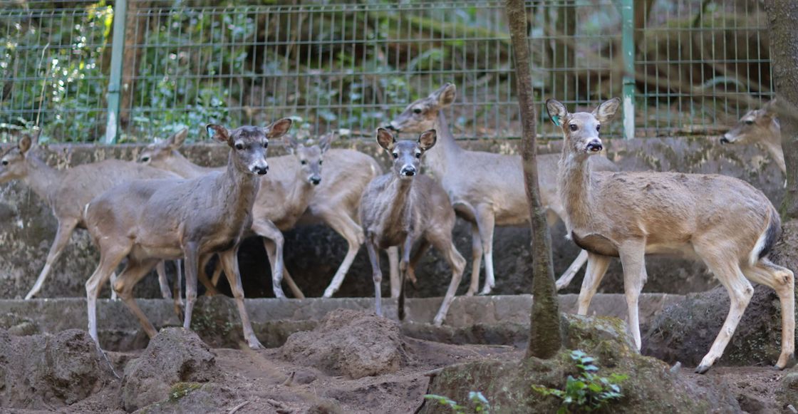 Liberación Venado Cola Blanca