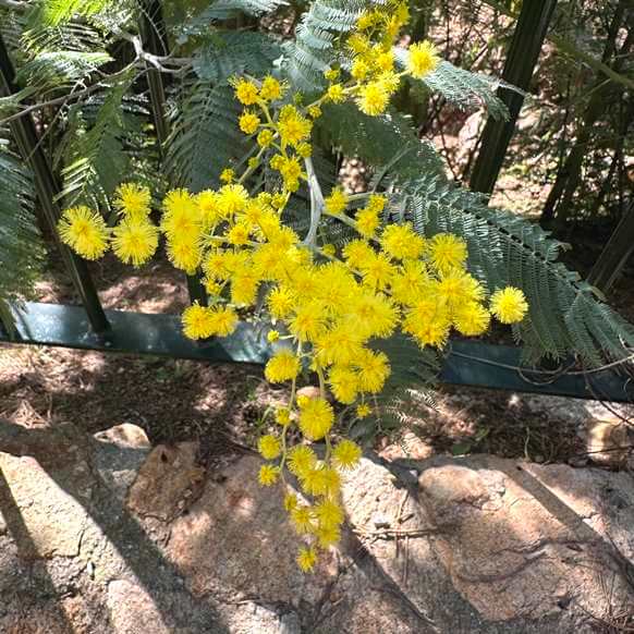 Pequeña lista de árboles florales de la CDMX