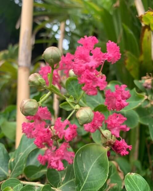 Pequeña lista de árboles florales de la CDMX