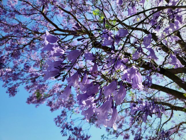 Pequeña lista de árboles florales de la CDMX