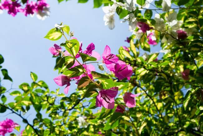 Pequeña lista de árboles florales de la CDMX