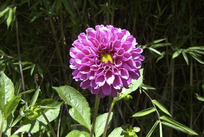 Pequeña lista de árboles florales de la CDMX