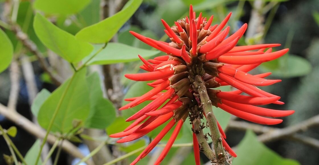 Pequeña lista de árboles florales de la CDMX